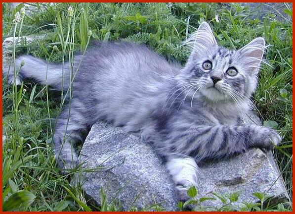Sibirische Katze Aurin von den Schwarzwaldtigern