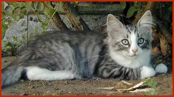 Sibirische Katze Antares von den Schwarzwaldtigern