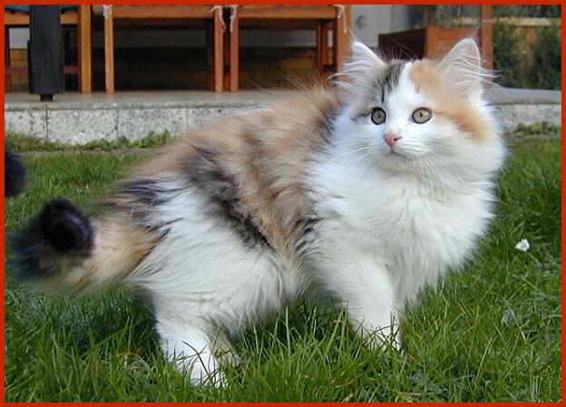 Sibirische Katze Berenice von den Schwarzwaldtigern