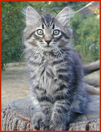 Sibirische Katze Centurio von den Schwarzwaldtigern
