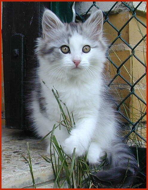 Sibirische Katze Djumana von den Schwarzwaldtigern