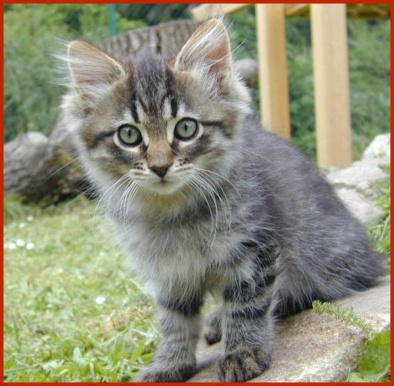 Sibirische Katze Eumel von den Schwarzwaldtigern
