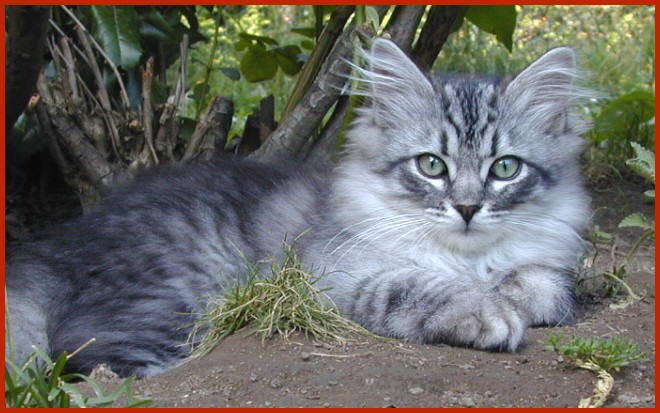 Sibirische Katze Eurydike von den Schwarzwaldtigern