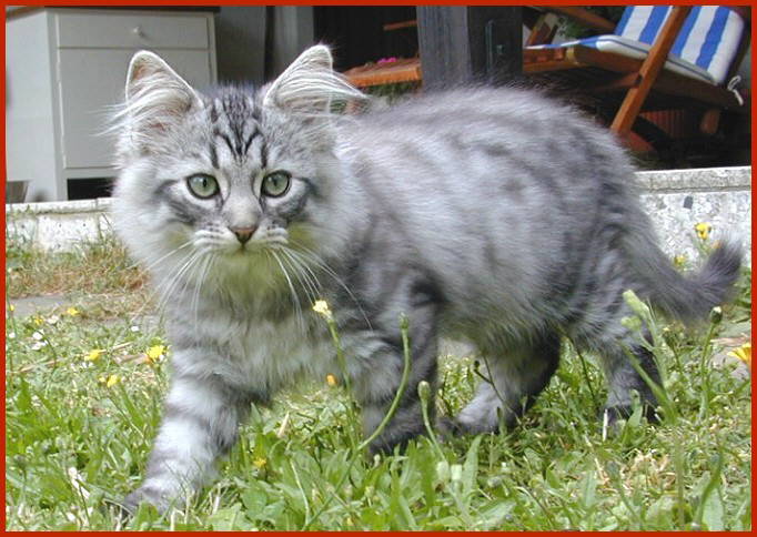 Sibirische Katze Ganymed von den Schwarzwaldtigern