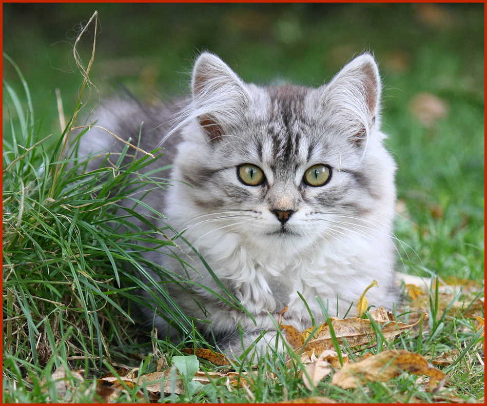 Sibirische Katze Haschmich von den Schwarzwaldtigern