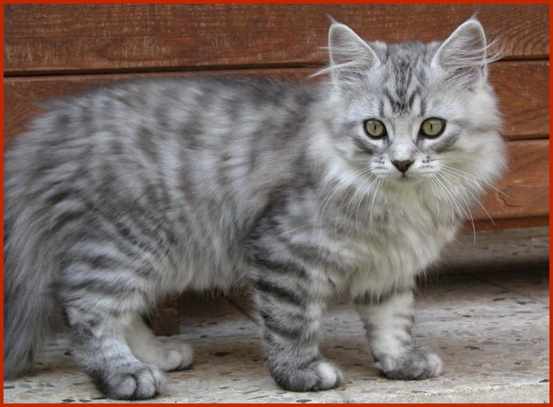 Sibirische Katze Habakuk von den Schwarzwaldtigern