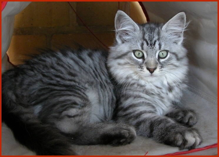 Sibirische Katze Hallodri von den Schwarzwaldtigern