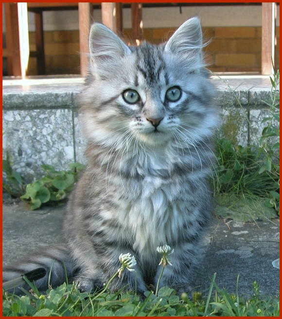 Sibirische Katze Hanuschka von den Schwarzwaldtigern