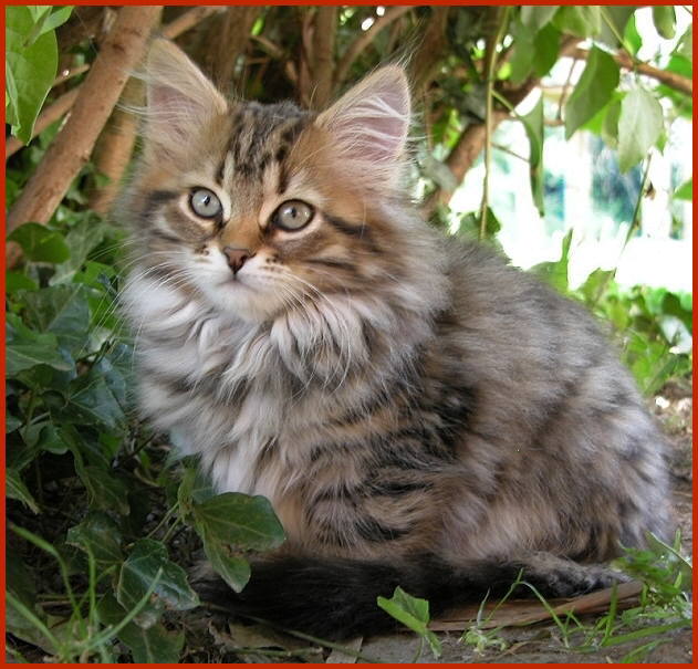 Sibirische Katze Henna von den Schwarzwaldtigern