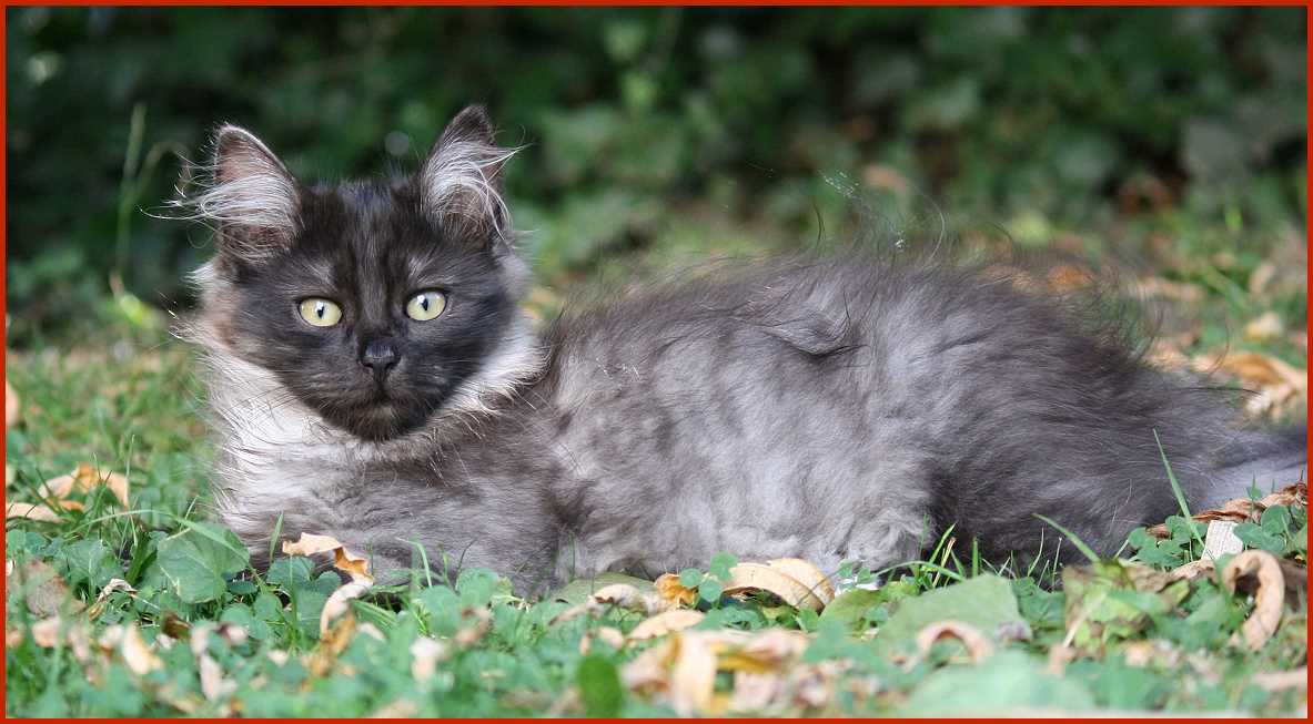 Sibirische Katze Ivica von den Schwarzwaldtigern