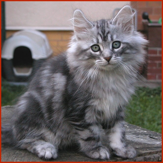 Sibirische Katze Ilyuscha von den Schwarzwaldtigern