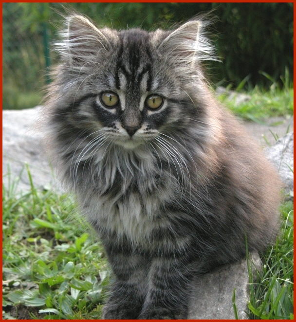 Sibirische Katze Irka von den Schwarzwaldtigern
