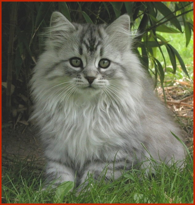 Sibirische Katze Iurik von den Schwarzwaldtigern