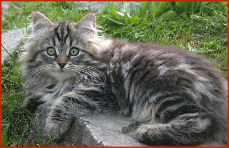 Sibirische Katze Ivelina von den Schwarzwaldtigern