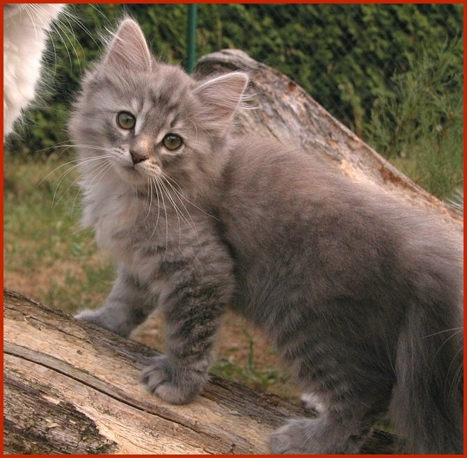 Sibirische Katze Joyce von den Schwarzwaldtigern