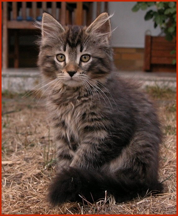 Sibirische Katze Jumanji von den Schwarzwaldtigern