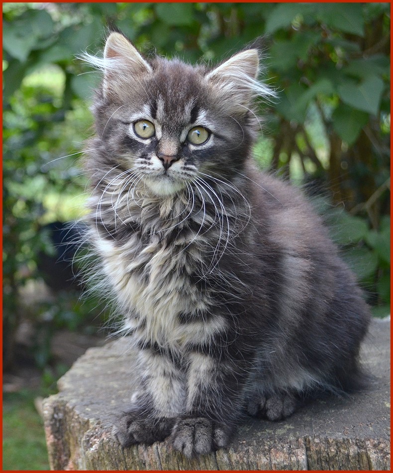 Sibirische Katze Kapris von den Schwarzwaldtigern