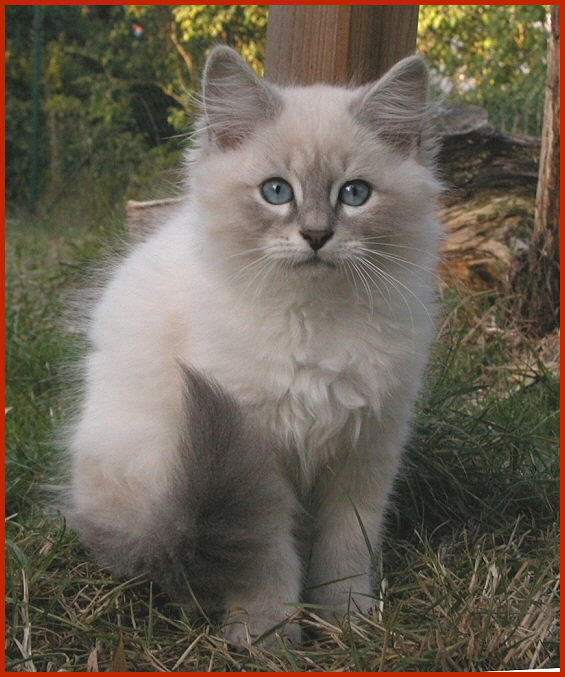 Sibirische Katze Kirill von den Schwarzwaldtigern