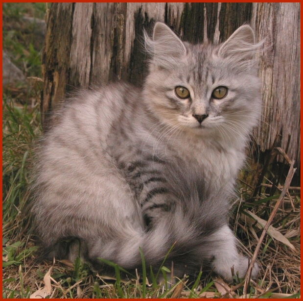 Sibirische Katze Kodiak von den Schwarzwaldtigern