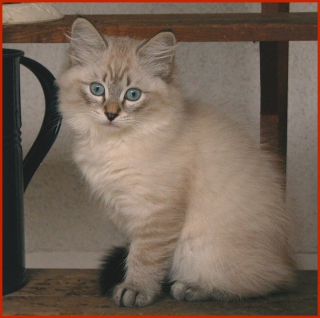Sibirische Katze Konstantin von den Schwarzwaldtigern