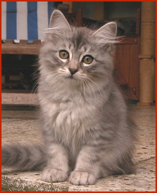 Sibirische Katze Koresch von den Schwarzwaldtigern
