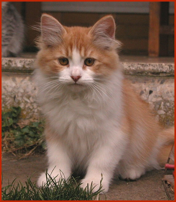Sibirische Katze Leonid von den Schwarzwaldtigern