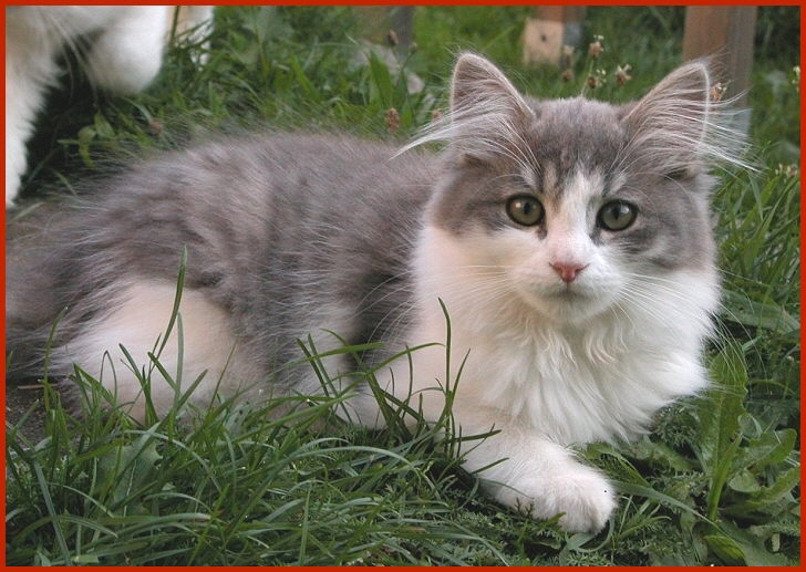 Sibirische Katze Lilly-Lotta von den Schwarzwaldtigern