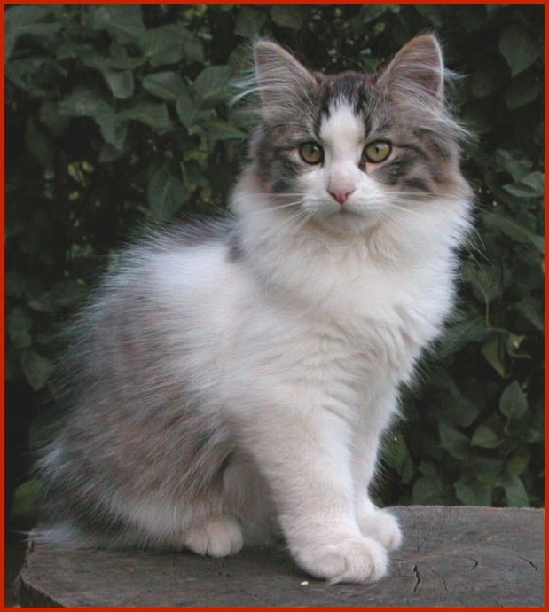 Sibirische Katze Livius von den Schwarzwaldtigern