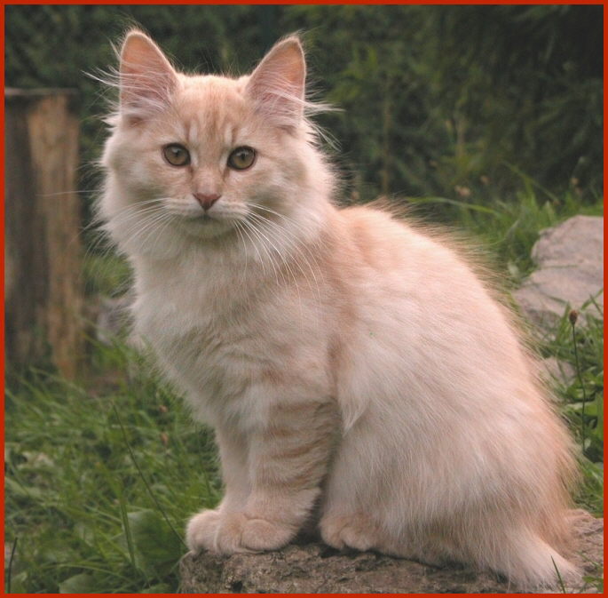 Sibirische Katze Lukasch von den Schwarzwaldtigern