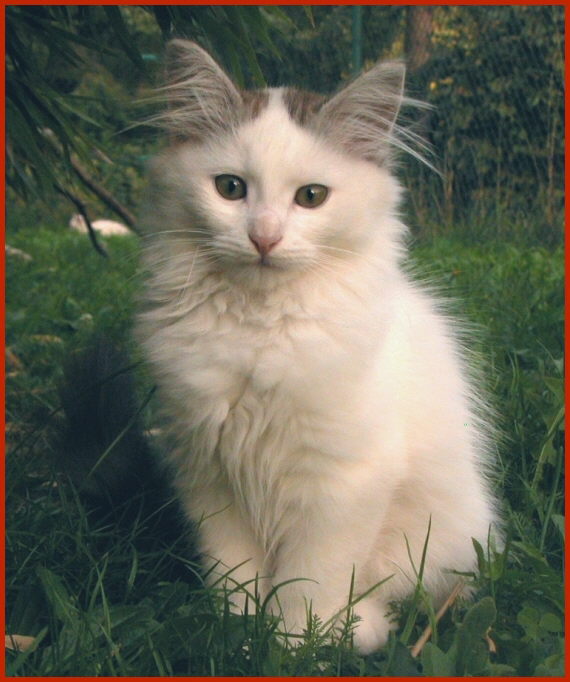 Sibirische Katze Lysander von den Schwarzwaldtigern