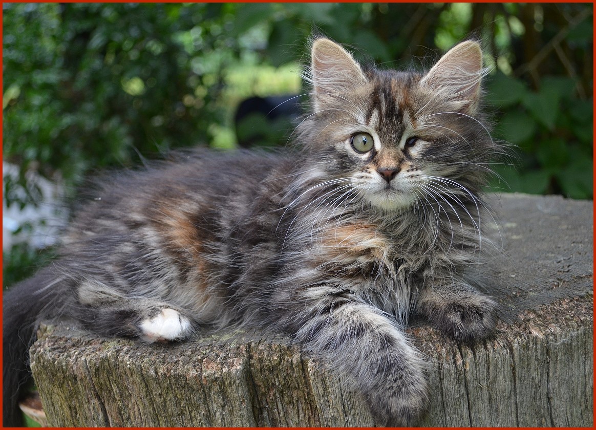 Sibirische Katze Mata Hari von den Schwarzwaldtigern