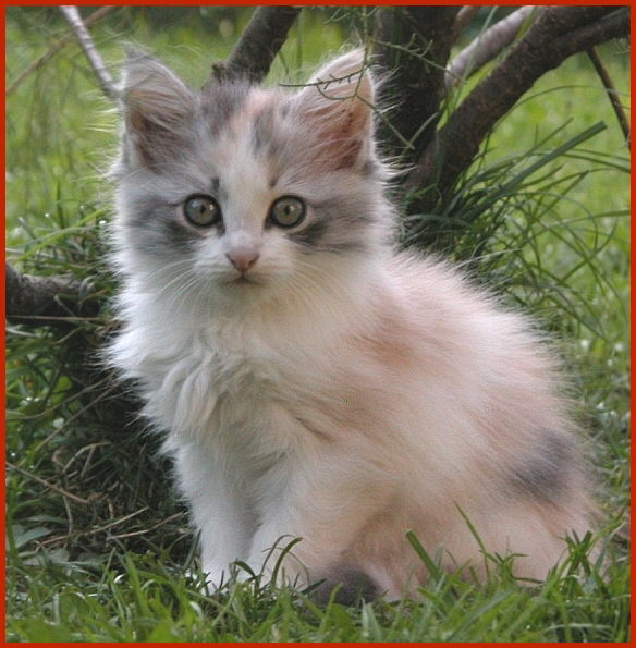 Sibirische Katze Maja von den Schwarzwaldtigern