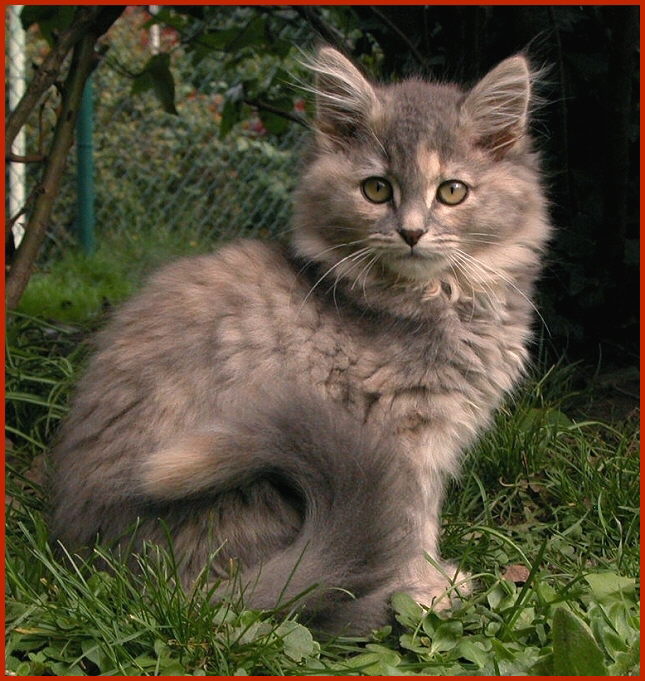 Sibirische Katze Maruschka von den Schwarzwaldtigern