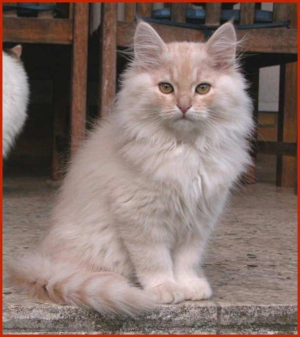 Sibirische Katze Mitja von den Schwarzwaldtigern