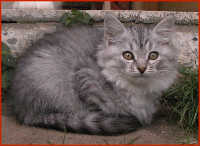 Sibirische Katze Nemesis von den Schwarzwaldtigern