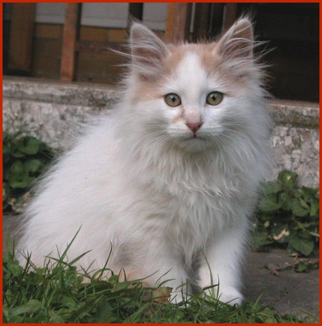 Sibirische Katze Neo von den Schwarzwaldtigern