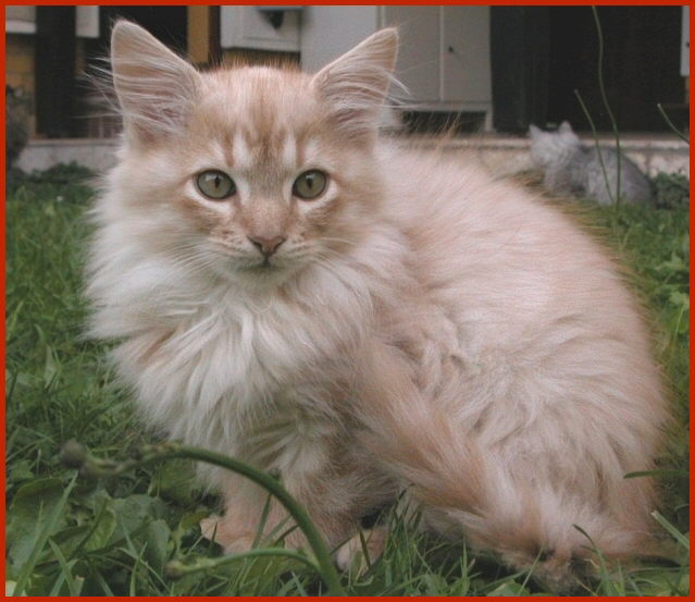 Sibirische Katze Nikita von den Schwarzwaldtigern
