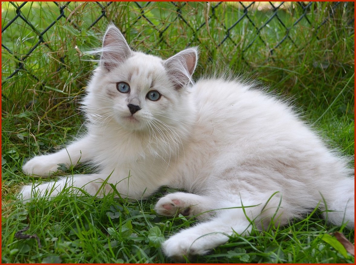 Sibirische Katze Persephone von den Schwarzwaldtigern