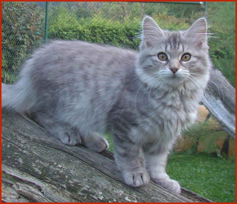 Sibirische Katze Piroschka von den Schwarzwaldtigern