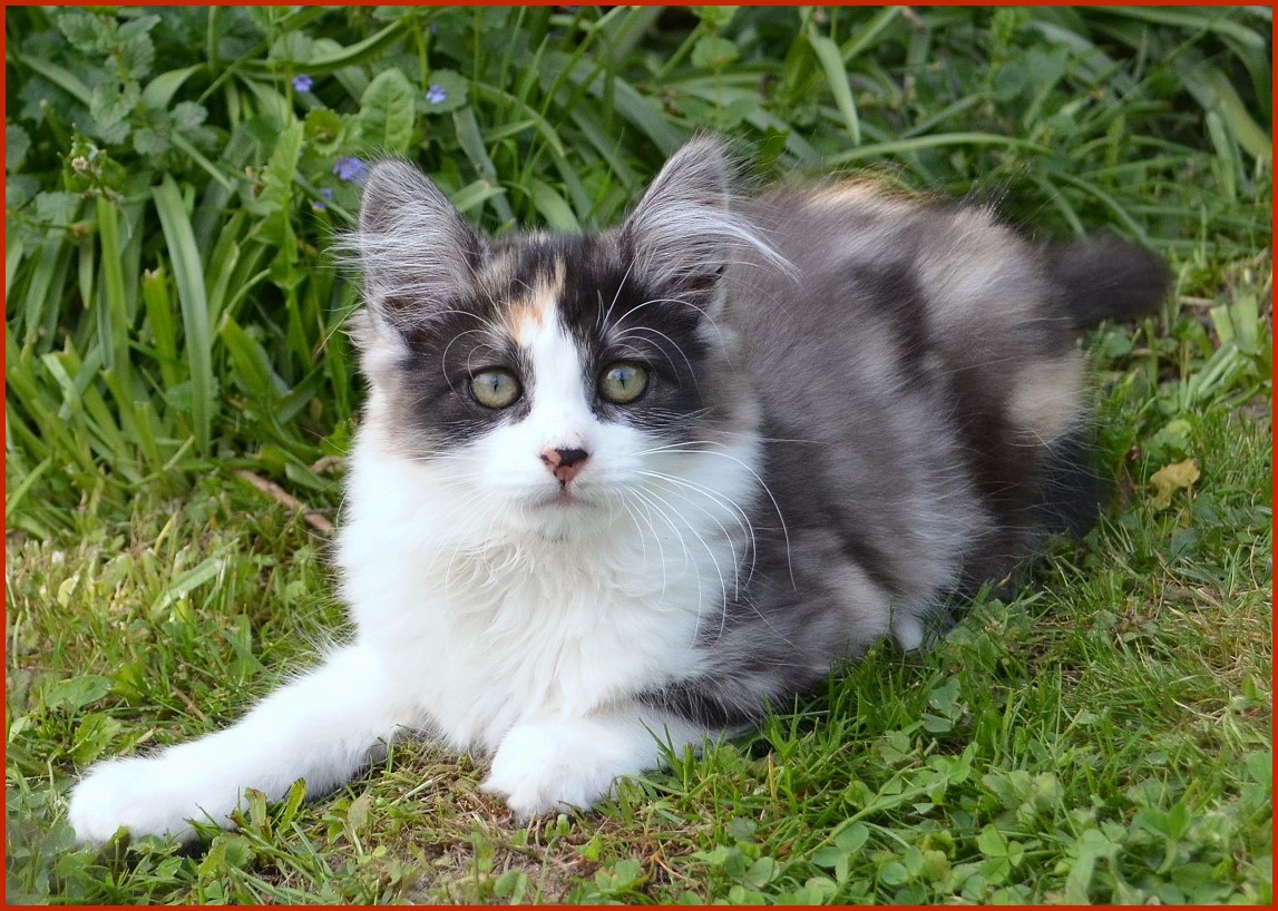 Sibirische Katze Quendoline von den Schwarzwaldtigern