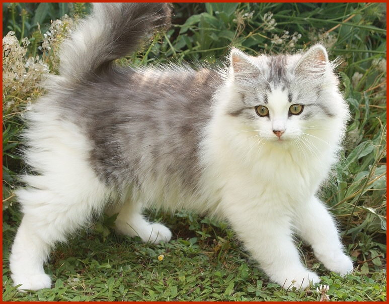 Sibirische Katze Sundari von den Schwarzwaldtigern