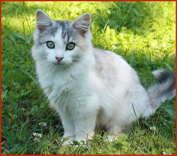 Sibirische Katze Tiziana von den Schwarzwaldtigern