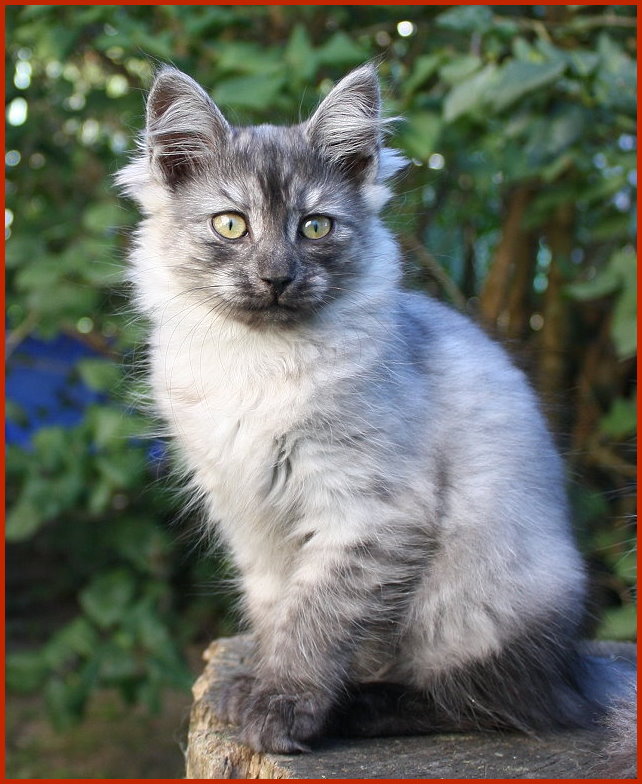 Sibirische Katze Zita von den Schwarzwaldtigern